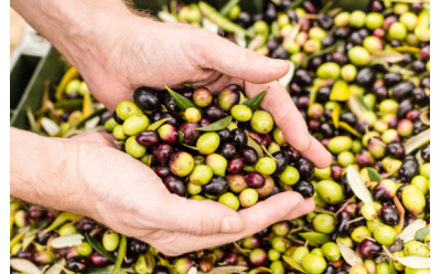 La fabrication de l’huile d’olive